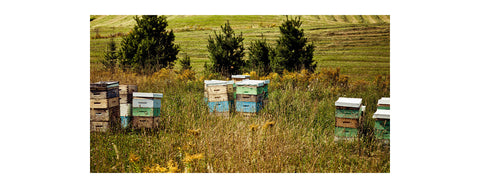 Le miellat de forêt – un concentré de minéraux pur et naturel