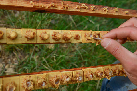 Gelée royale – une curiosité biologique aux innombrables bienfaits pour notre organisme